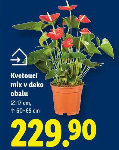 Kvetoucí mix v deko obalu, 17 cm