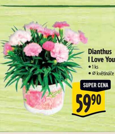 Dianthus I Love You, pr. květináče  10,5 cm