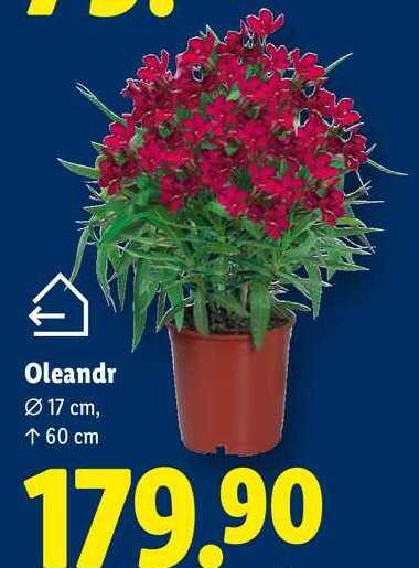 Oleandr 