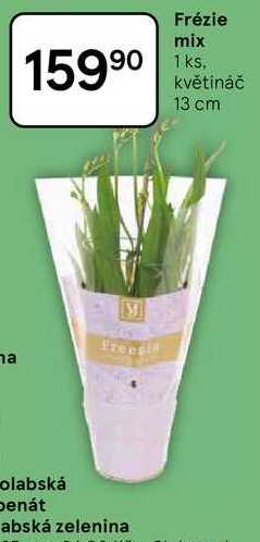 Frézie mix, 1 ks, květináč 13 cm 