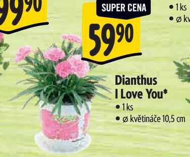 Dianthus I Love You