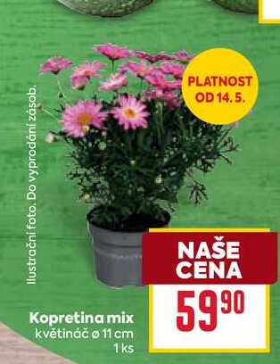 Kopretina mix 1 ks