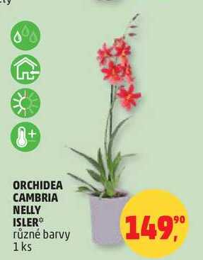 ORCHIDEA CAMBRIA NELLY ISLER různé barvy, 1 ks 