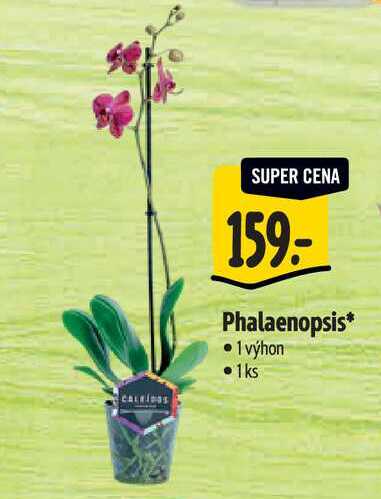 Phalaenopsis 1 výhon