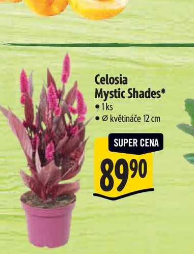Celosia Mystic Shades, pr. květináče 12 cm 