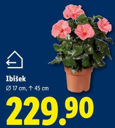Ibišek, Ø 17 cm