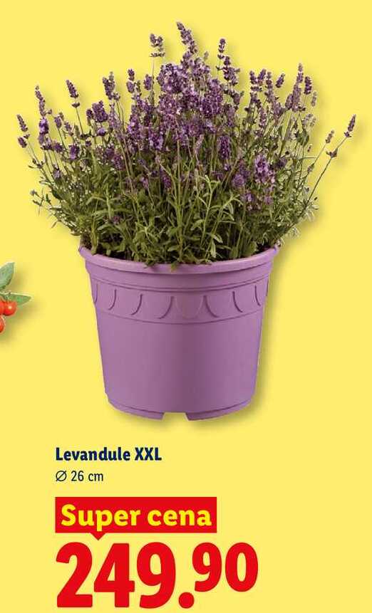 Levandule XXL