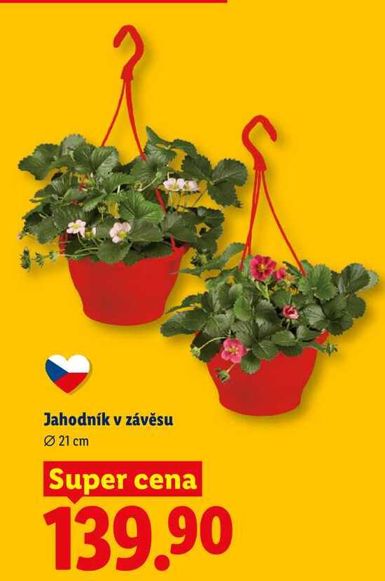 Jahodník v závěsu, Ø 21 cm