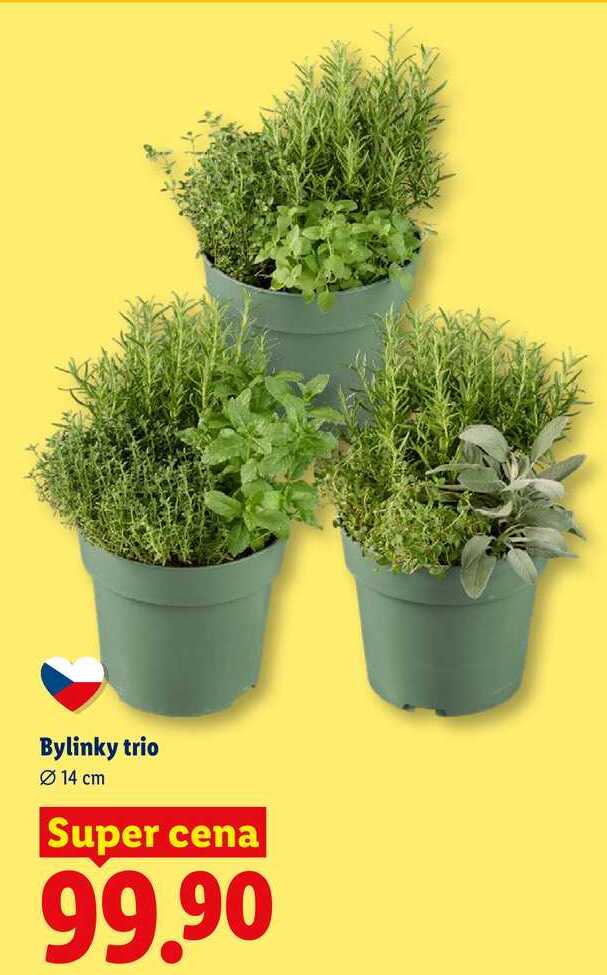 Bylinky trio, 14 cm