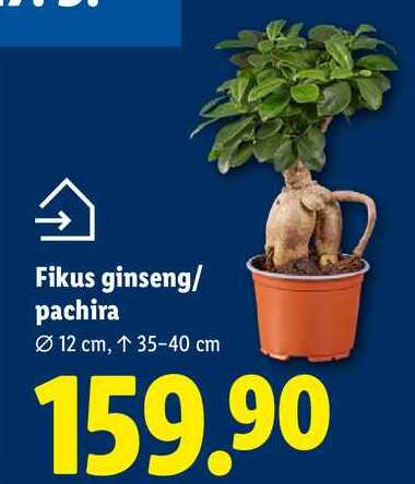Fikus ginseng/pachira