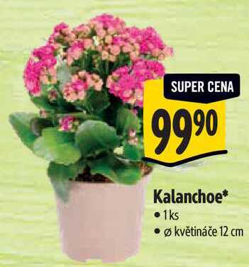 Kalanchoe