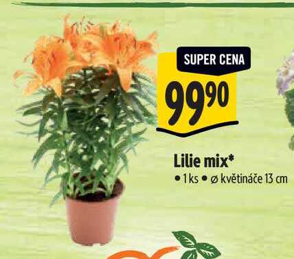 Lilie mix