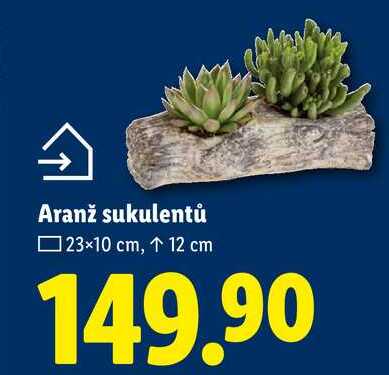 Aranž sukulentů