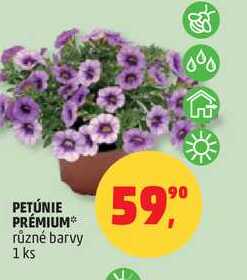 PETÚNIE PRÉMIUM různé barvy, 1 ks
