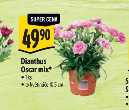 Dianthus Oscar mix, pr. květináče 10,5