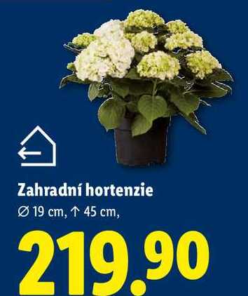 Zahradní hortenzie, 19 cm, 45 cm,