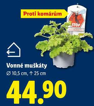 Vonné muškáty, Ø 10,5 cm