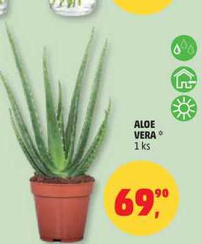 ALOE VERA, 1 ks