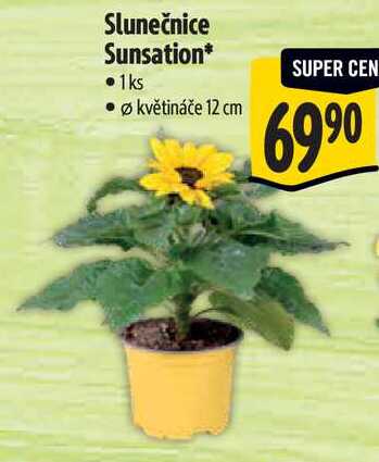 Slunečnice Sunsation