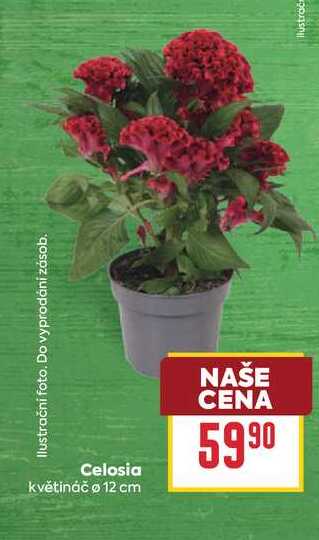 Celosia květináč o 12 cm 