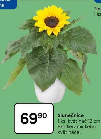 Slunečnice, 1 ks. květináč 12 cm, Bez keramického květináče 