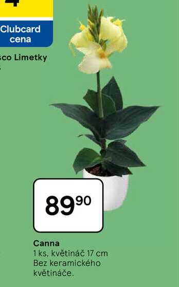 Canna, 1 ks, květináč 17 cm, Bez keramického květináče 