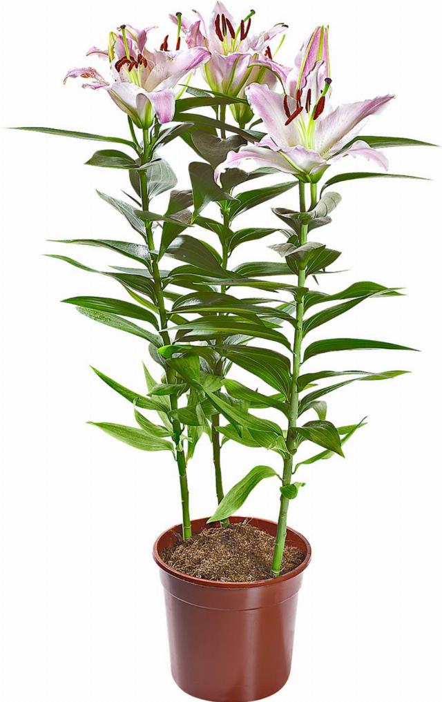 Lilie Orientalis