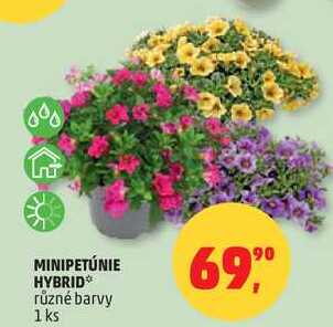 MINIPETÚNIE HYBRID různé barvy, 1 ks