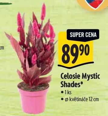 Celosie Mystic Shades