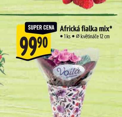 Africká fialka mix, pr. květináče 12 cm