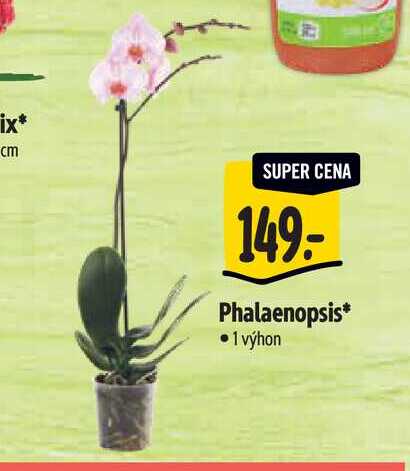 Phalaenopsis 1 výhon