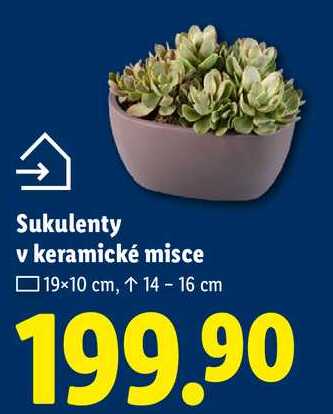 Sukulenty v keramické misce
